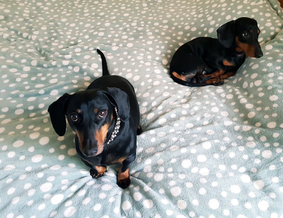 84098153_1015002382194902_4343554027636654080_n